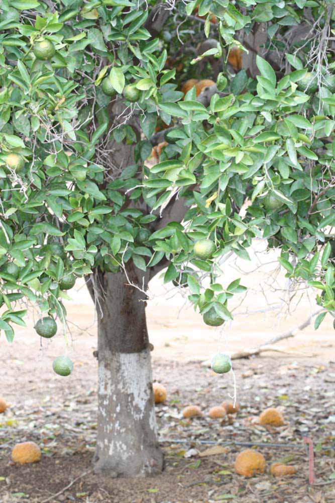            Habit (Riverside, CA)   